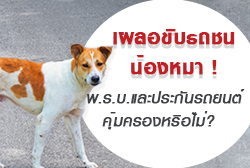 เผลอขับรถชนหมา-thum.jpg